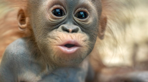 monkey at the zoo
